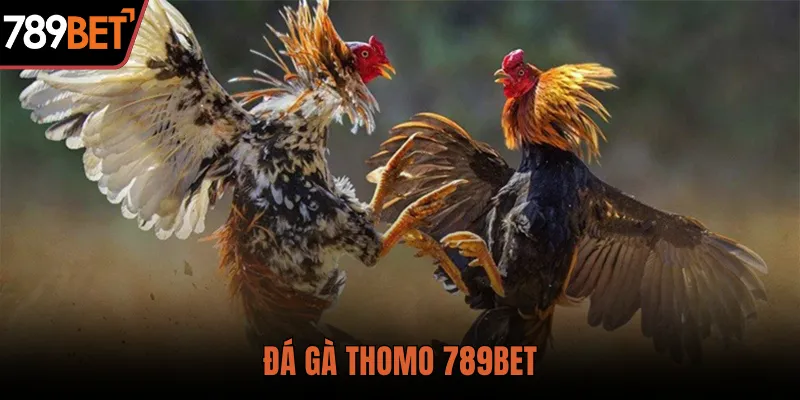 đá gà thomo 789bet